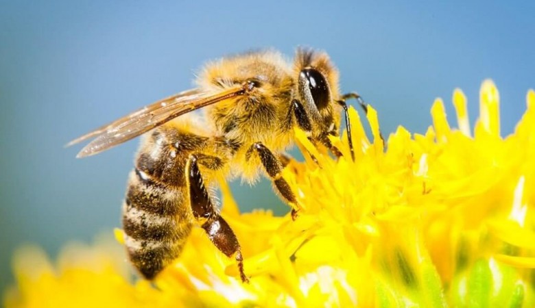 Arılar İçin Genetik Mucize