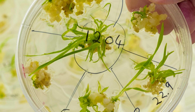 Yeni Biyoteknolojik Araçlar, Bitki Kökenlerine Bakışımızı Genişletiyor