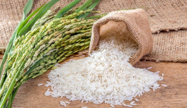 Hastalığa Dirençli Pirinç Yetişitiriliyor