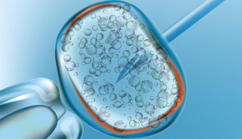 Bilim İnsanları Domuz Embriyolarında İnsan Organı Geliştirdi