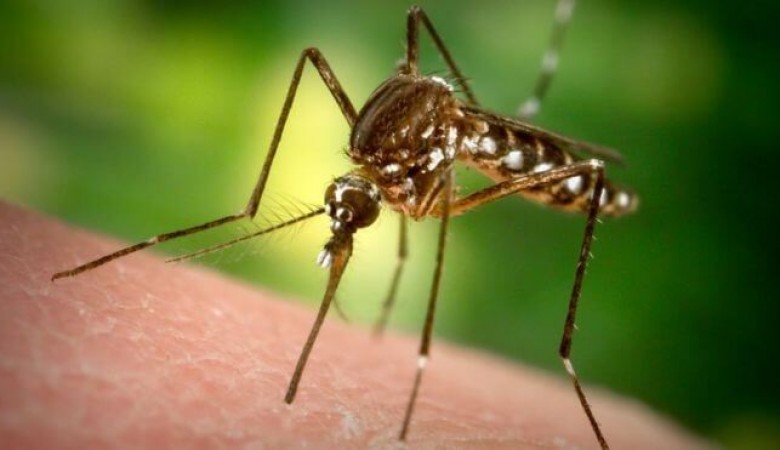 Rekombinant Sivrisinekler Sıtmaya Çözüm
