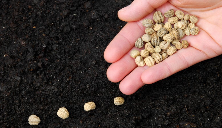 2026’ya Kadar Genetiği Değiştirilmiş Tohum Pazarı Büyümesi